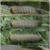 musch cribrellum larva6 volg